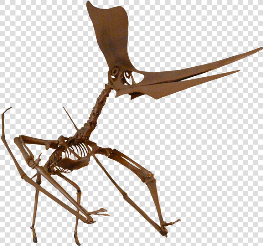 Pteranodon Fossil Png  Transparent PngTransparent PNG