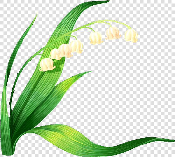 Lily Of The Valley Vector Clipart   Png Download   Lírio Dos Vales Png  Transparent PngTransparent PNG