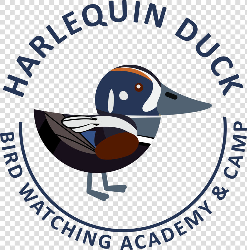 Harlequin Duck Picture   Duck  HD Png DownloadTransparent PNG