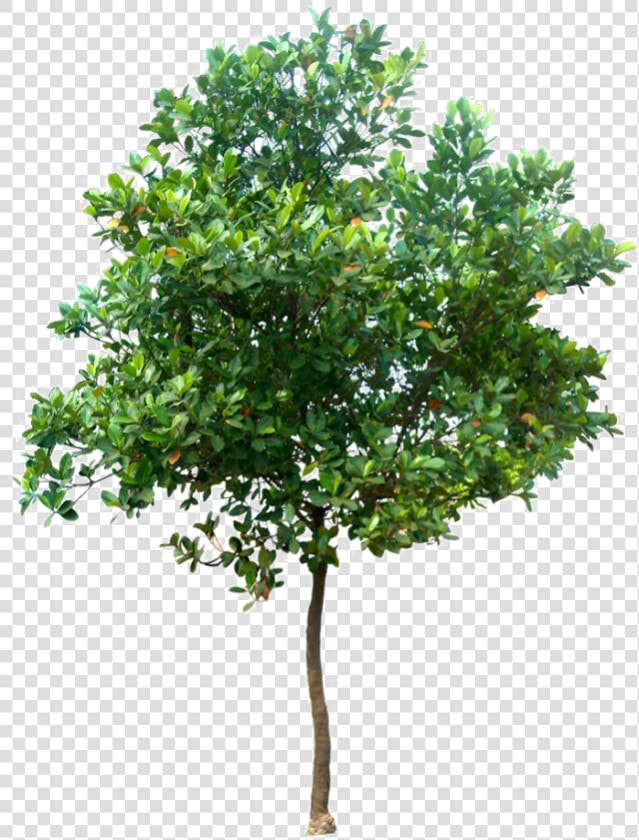 Realistic Tree Png Photo   Tree Png High Resolution  Transparent PngTransparent PNG