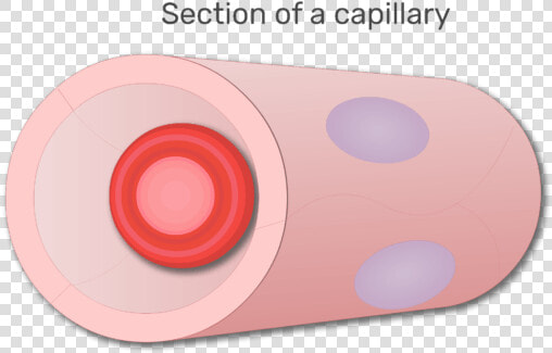 A Red Blood Cell In A Section Of Capillary Animation   Circle  HD Png DownloadTransparent PNG