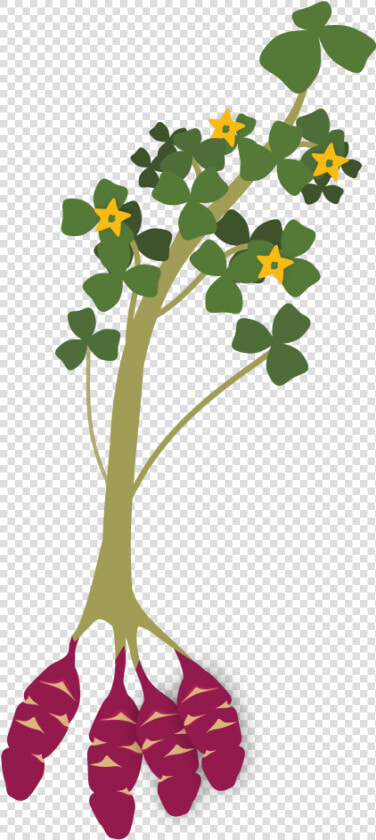 Oca   Planta De La Oca  HD Png DownloadTransparent PNG