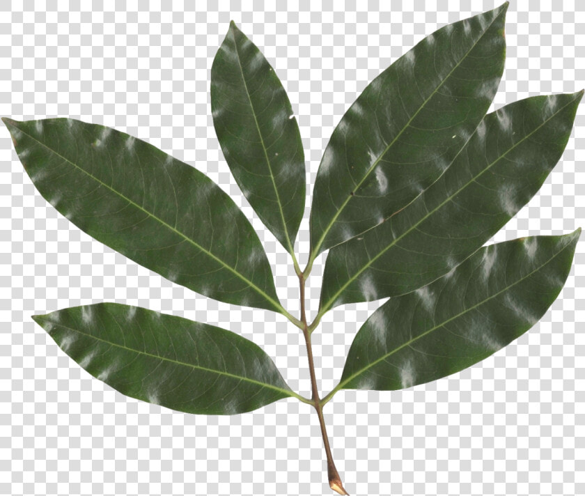 Lychee Fruit Tree Leaf  HD Png DownloadTransparent PNG