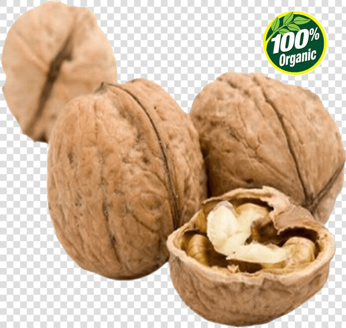 English Walnut Png Image Background   Expensive Nuts  Transparent PngTransparent PNG