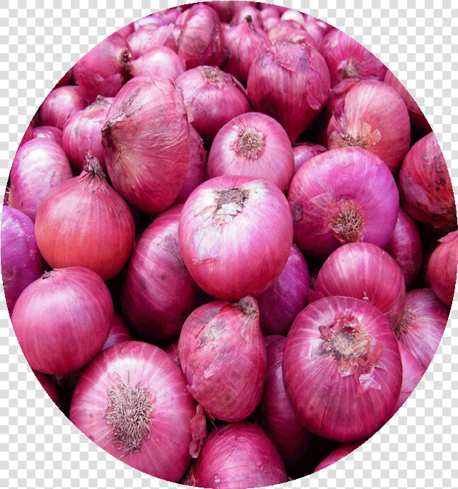 Transparent Onions Clipart   Onion Karnataka  HD Png DownloadTransparent PNG