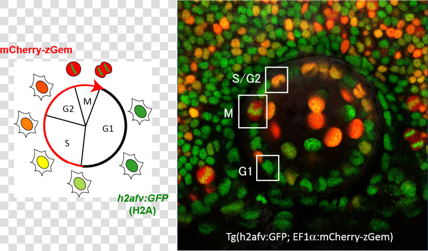 Zebrafish Lens Epithelial Cells Were Bioengineered   Cell Cycle Histones  HD Png DownloadTransparent PNG