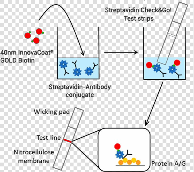 Strip Test Biotin Streptavidin  HD Png DownloadTransparent PNG