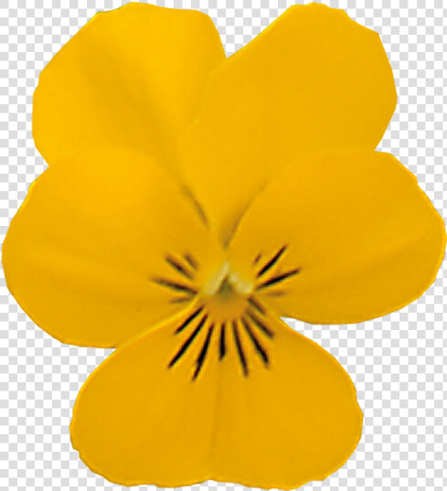 Yellow Pansy Png  Transparent PngTransparent PNG