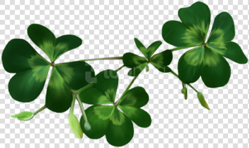 Free Png Download Irish Shamrocks Png Images Background   Shamrocks Png  Transparent PngTransparent PNG