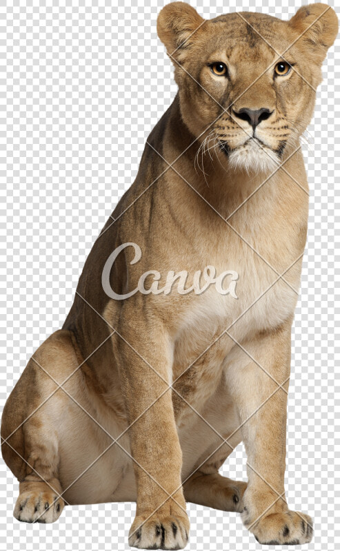 Cats puma terrestrial Figure   Lioness Sitting Front View  HD Png DownloadTransparent PNG