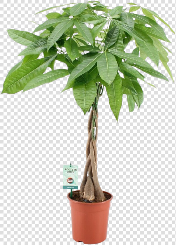 Dracena Ikea  HD Png DownloadTransparent PNG