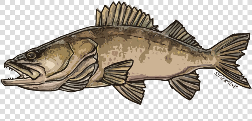 Walleye D17  HD Png DownloadTransparent PNG