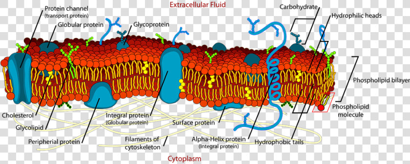 Biology  Cell  Diagram  Science  Membrane  Detail   Plasma Membrane Structure Labeled  HD Png DownloadTransparent PNG