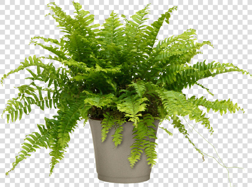 Air Purifier Boston Fern For Home office   Nephrolepis Exaltata Bostoniensis Pot  HD Png DownloadTransparent PNG