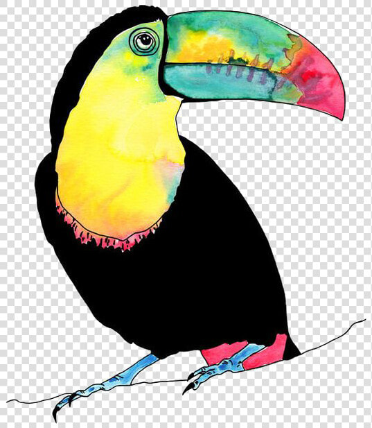  tucan   Tropical Birds Watercolour  HD Png DownloadTransparent PNG