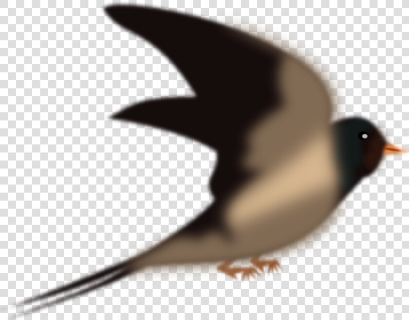 All Photo Png Clipart   Swallow Bird Birds Png  Transparent PngTransparent PNG