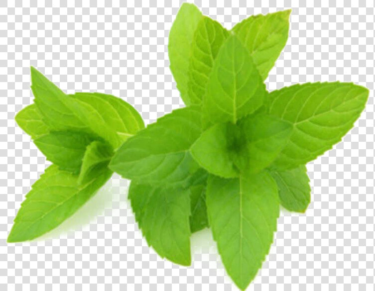 Mint Png Hd Quality   Peppermint Extract  Transparent PngTransparent PNG