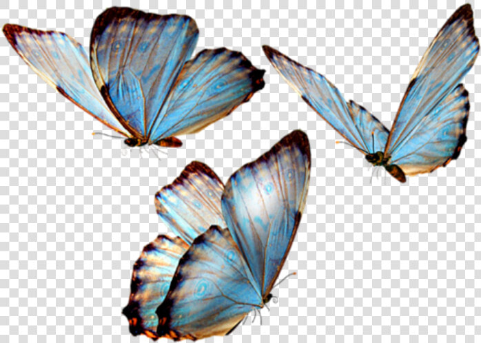 Glasswing Butterfly Brush footed Butterflies Insect   Butterfly Png Transparent  Png DownloadTransparent PNG