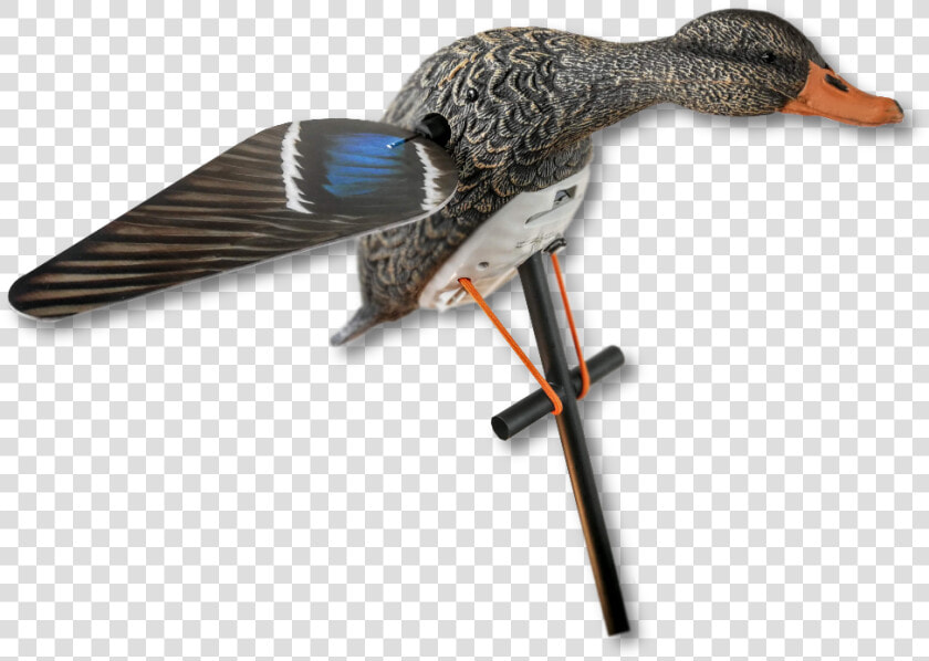 Lucky Hd Hen Mallard Spinner   Mallard  HD Png DownloadTransparent PNG