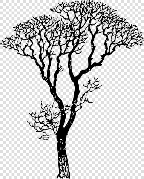 Transparent Deciduous Tree Png   Tree Black And White Png  Png DownloadTransparent PNG