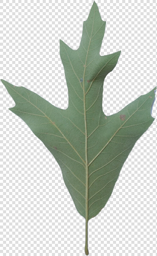 Southern Red Oak Tree Leaf  HD Png DownloadTransparent PNG