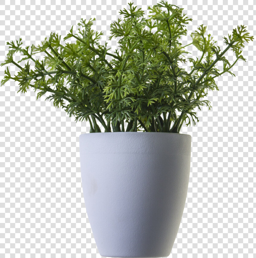 Plant Png Image   Transparent Potted Plant Png  Png DownloadTransparent PNG