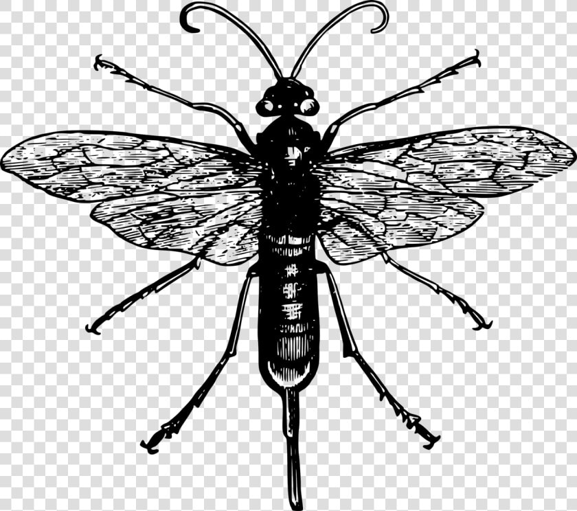 Black And White Robber Fly  HD Png DownloadTransparent PNG