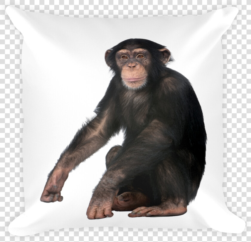 Class Lazyload Lazyload Mirage Cloudzoom Featured Image  HD Png DownloadTransparent PNG