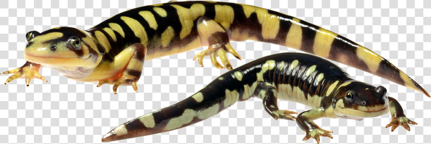 Salamander Png  Transparent PngTransparent PNG