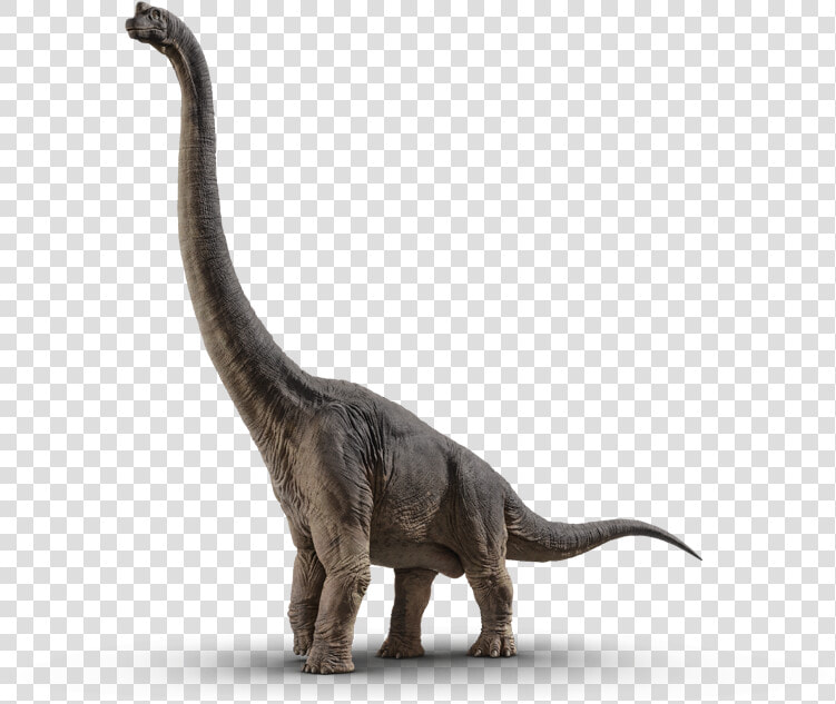 Brachiosaurus   Dinossauro Jurassic World Png  Transparent PngTransparent PNG