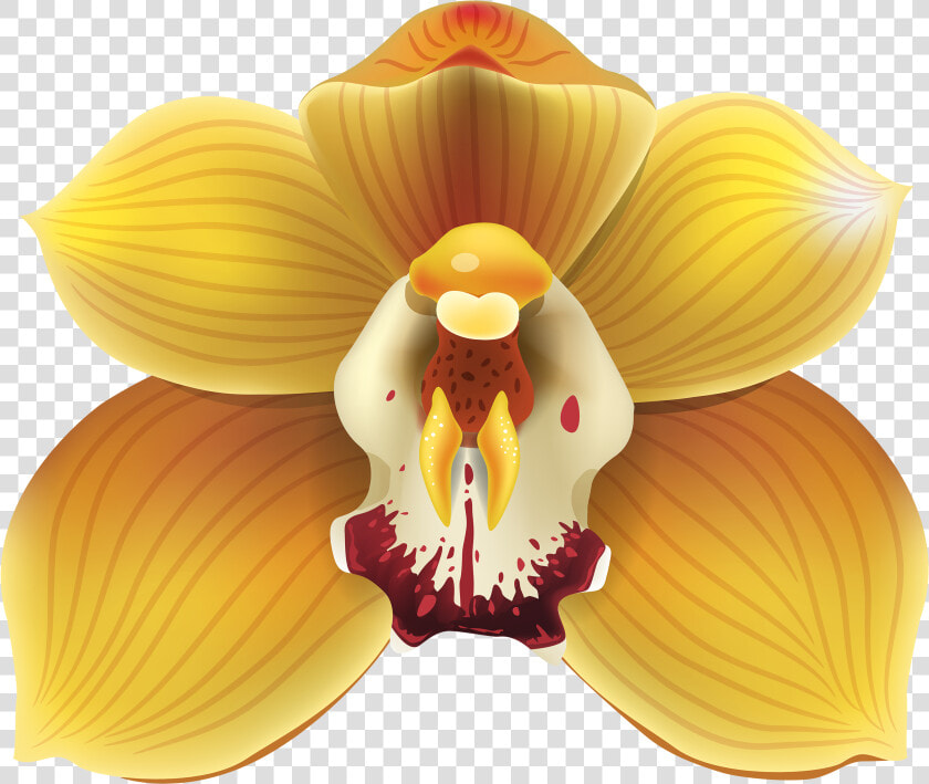 Yellow Orchid Png Clipart   Yellow Orchids Png  Transparent PngTransparent PNG