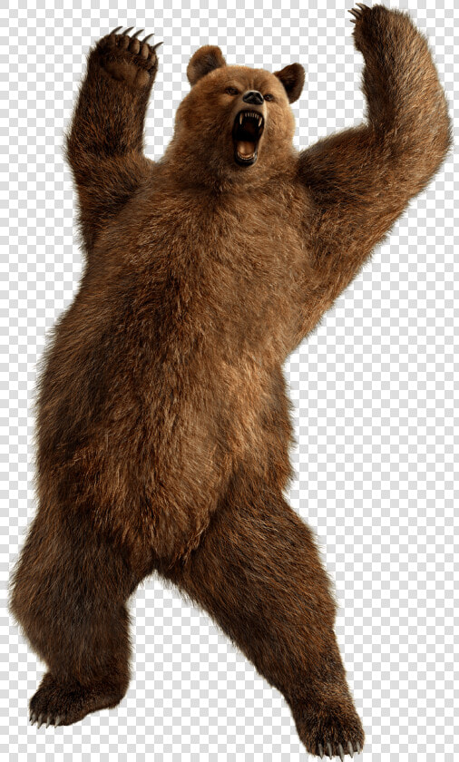 Brown bear   Kuma Tekken  HD Png DownloadTransparent PNG