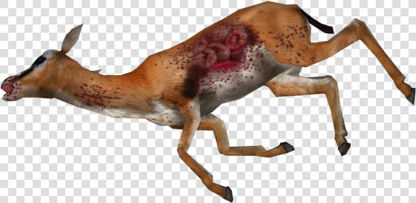 Dead Gazelle Png  Transparent PngTransparent PNG