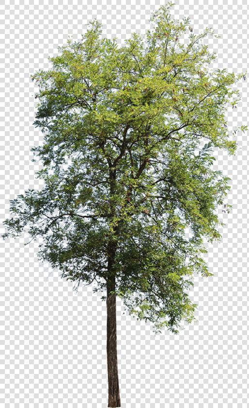 Apple Tree Without Apples  HD Png DownloadTransparent PNG