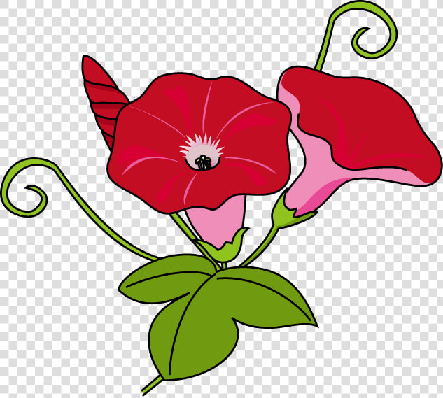 Download Morning Glory Clipart Japanese Morning Glory  HD Png DownloadTransparent PNG