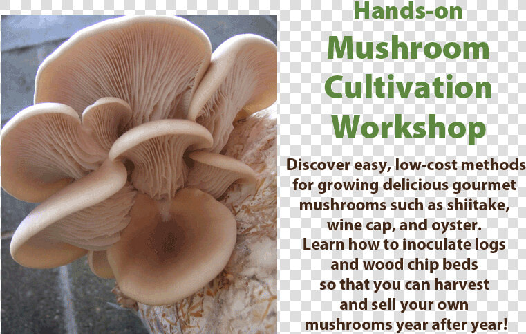 Hands On Mushroom Cultivation Workshop   Oyster Mushroom  HD Png DownloadTransparent PNG