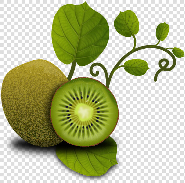 Fruits  Kiwi  Tropical  Plants  Vegetables  Fruit   Kiwi Leaves No Background  HD Png DownloadTransparent PNG