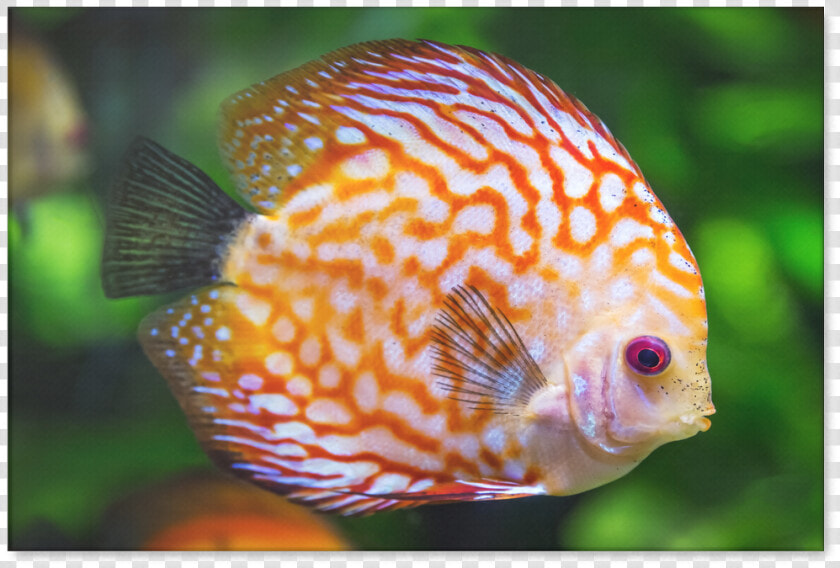 Discus Fish  HD Png DownloadTransparent PNG