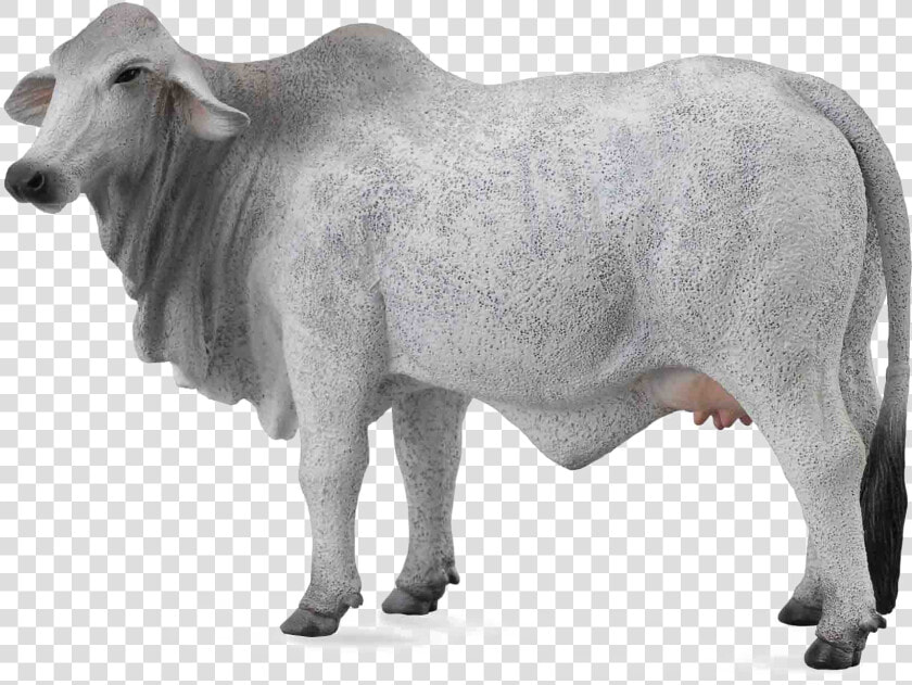 White Cow Png Image Background   White Cow Transparent Background  Png DownloadTransparent PNG