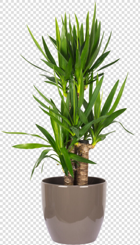 Yucca Elephantipes Palme 60 30 20   Dracaena Lemon Lime  HD Png DownloadTransparent PNG