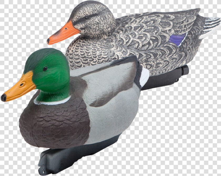 Two Mallard Floating Duck Decoys   Appelant Canard  HD Png DownloadTransparent PNG