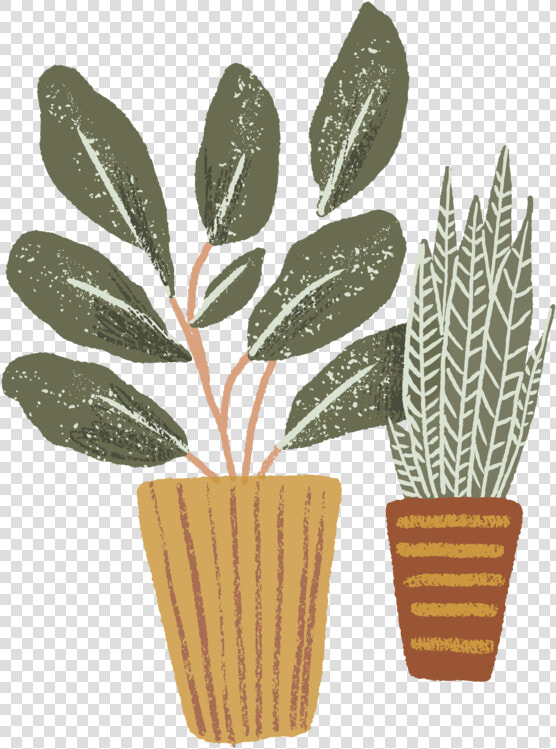 Bold Americana 05   Houseplant  HD Png DownloadTransparent PNG