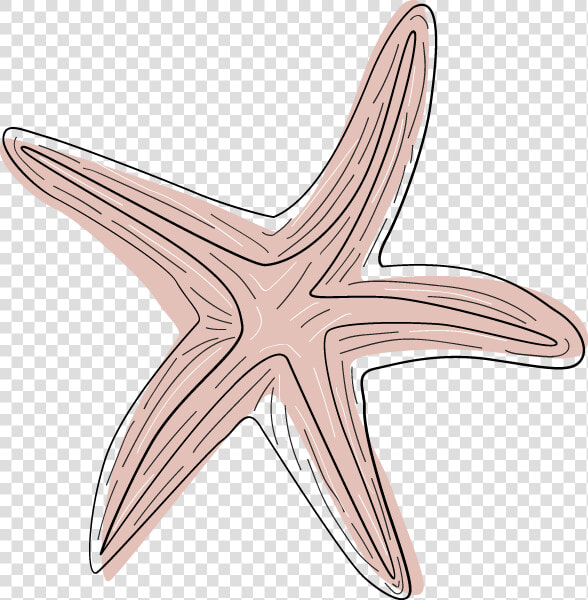 Transparent Pink Starfish Clipart   Starfish  HD Png DownloadTransparent PNG