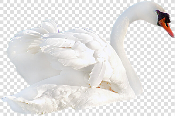 Download Swan Png Transparent Images Transparent Backgrounds   Transparent Background Swan Png  Png DownloadTransparent PNG