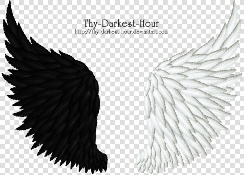 Black Feather Wing Png   Black And White Angel Wings Png  Transparent PngTransparent PNG