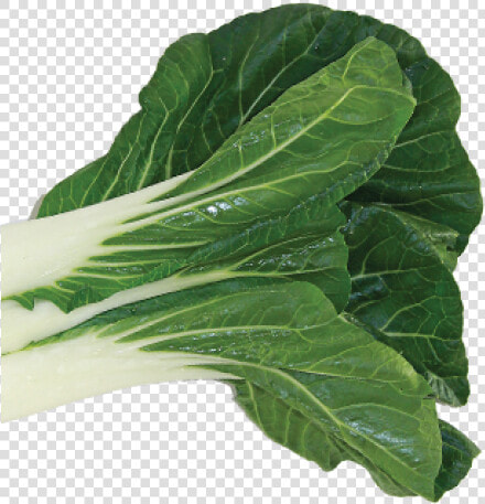 Bok Choy Png  Transparent PngTransparent PNG