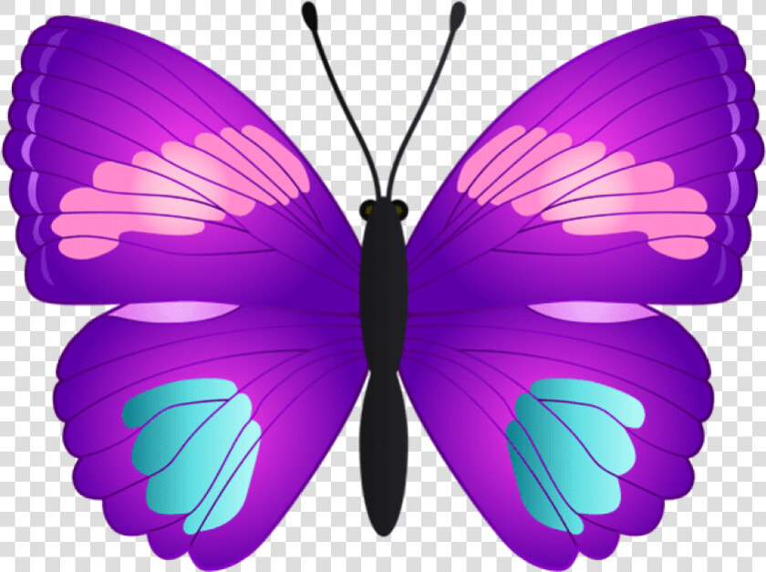 Butterfly Transparent Png   Butterfly Pink Teal And Purple  Png DownloadTransparent PNG