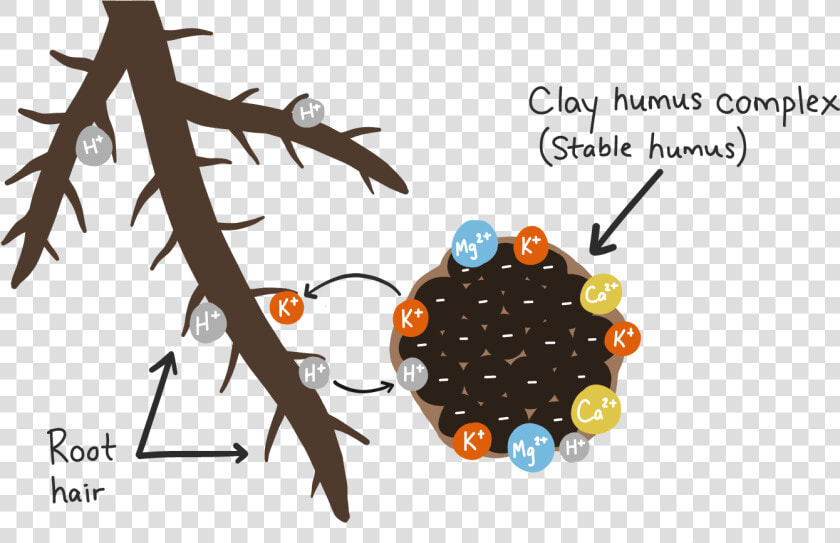 Cation Exchange   Plant Roots H Ions  HD Png DownloadTransparent PNG