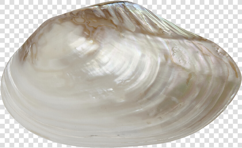 Fwp Clam Pair 9 10   Baltic Clam  HD Png DownloadTransparent PNG