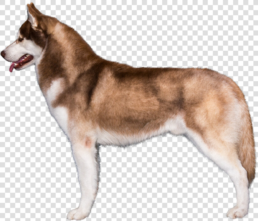 Akc Siberian Husky  HD Png DownloadTransparent PNG